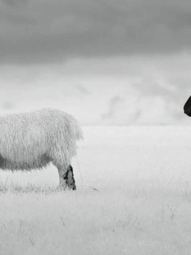 The Power of Being “The Black Sheep” In Your Family. | Annie Wright, LMFT | www.anniewright.com