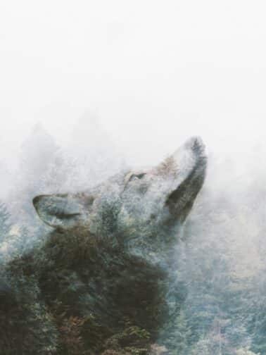 Negative Thinking Changes Your Brain: So Which Wolf Are You Feeding? | Annie Wright, LMFT | www.anniewright.com