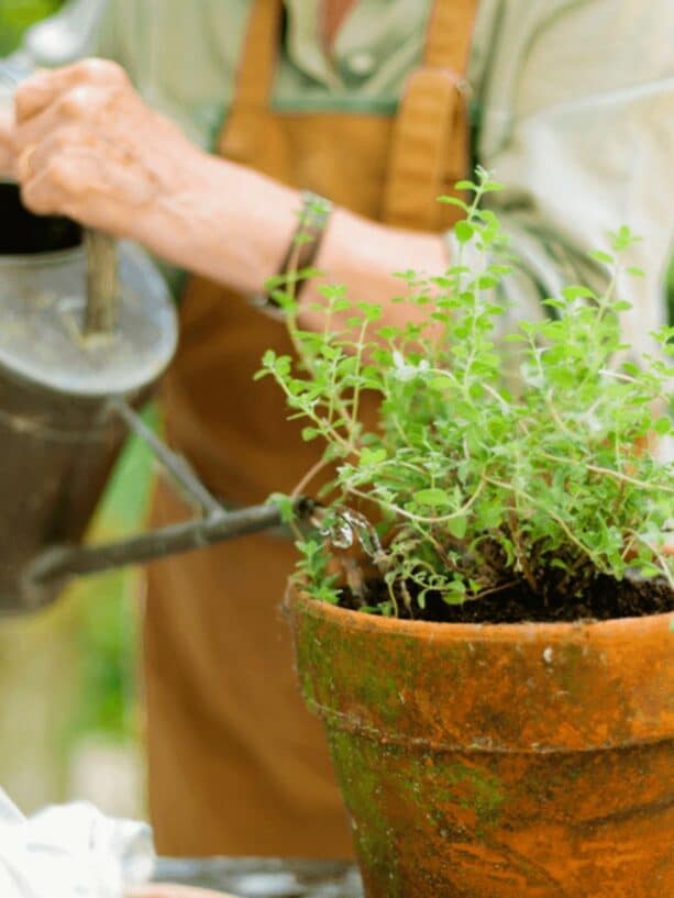 Tend to the soil; don't blame the plant. | Annie Wright, LMFT | www.anniewright.com