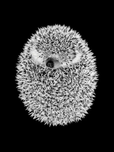 Like hedgehogs in a cold, haunted mansion: Loving with a relational trauma history