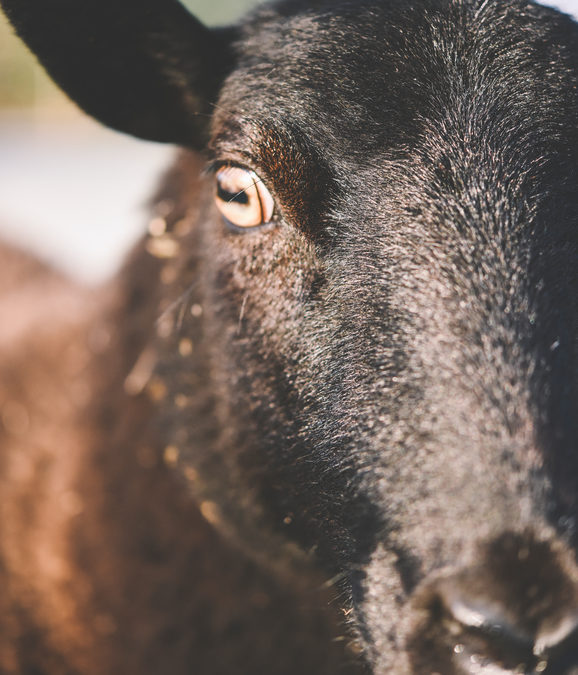 If you’re a Black Sheep, here’s why you should stand with Black Lives Matter.