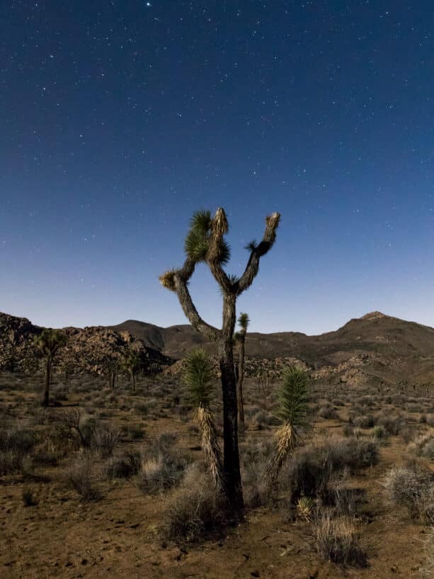 May we enter the new year with resilience. | Annie Wright, LMFT | www.anniewright.com
