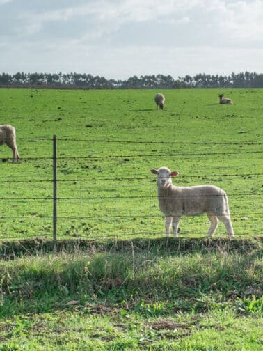 Why being a "black sheep" can be helpful and powerful. | Annie Wright, LMFT | www.anniewright.com